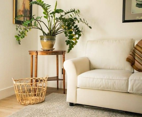 Comment décorer son salon avec des plantes ?