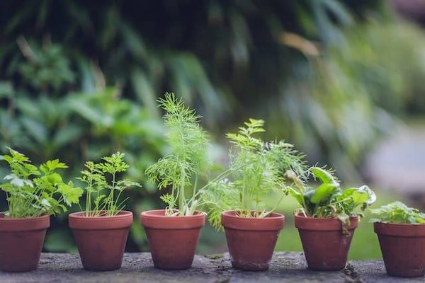 Les plantes aromatiques facilitent la vie : découvrez les plus faciles à cultiver