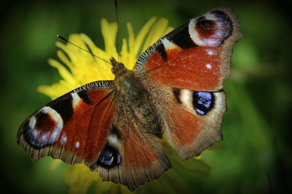 Les bases de la composition photographique : Comment améliorer vos photos ?